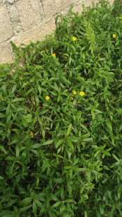 包邮潮汕青草药新鲜现采黄花磨奇草蟛蜞菊大肠血草散血草黄花蜜菜