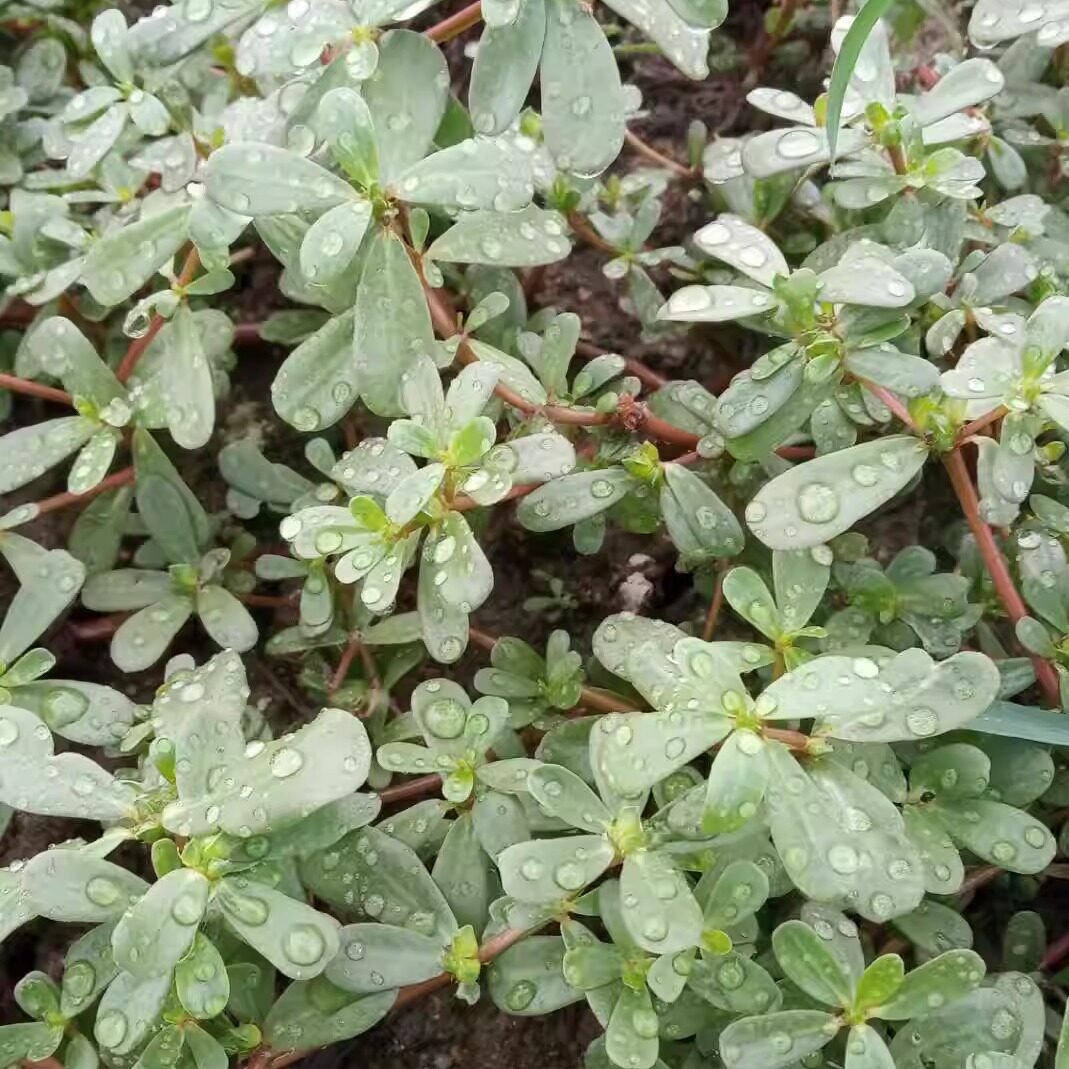 潮汕青草药马齿苋老鼠耳红猪母菜