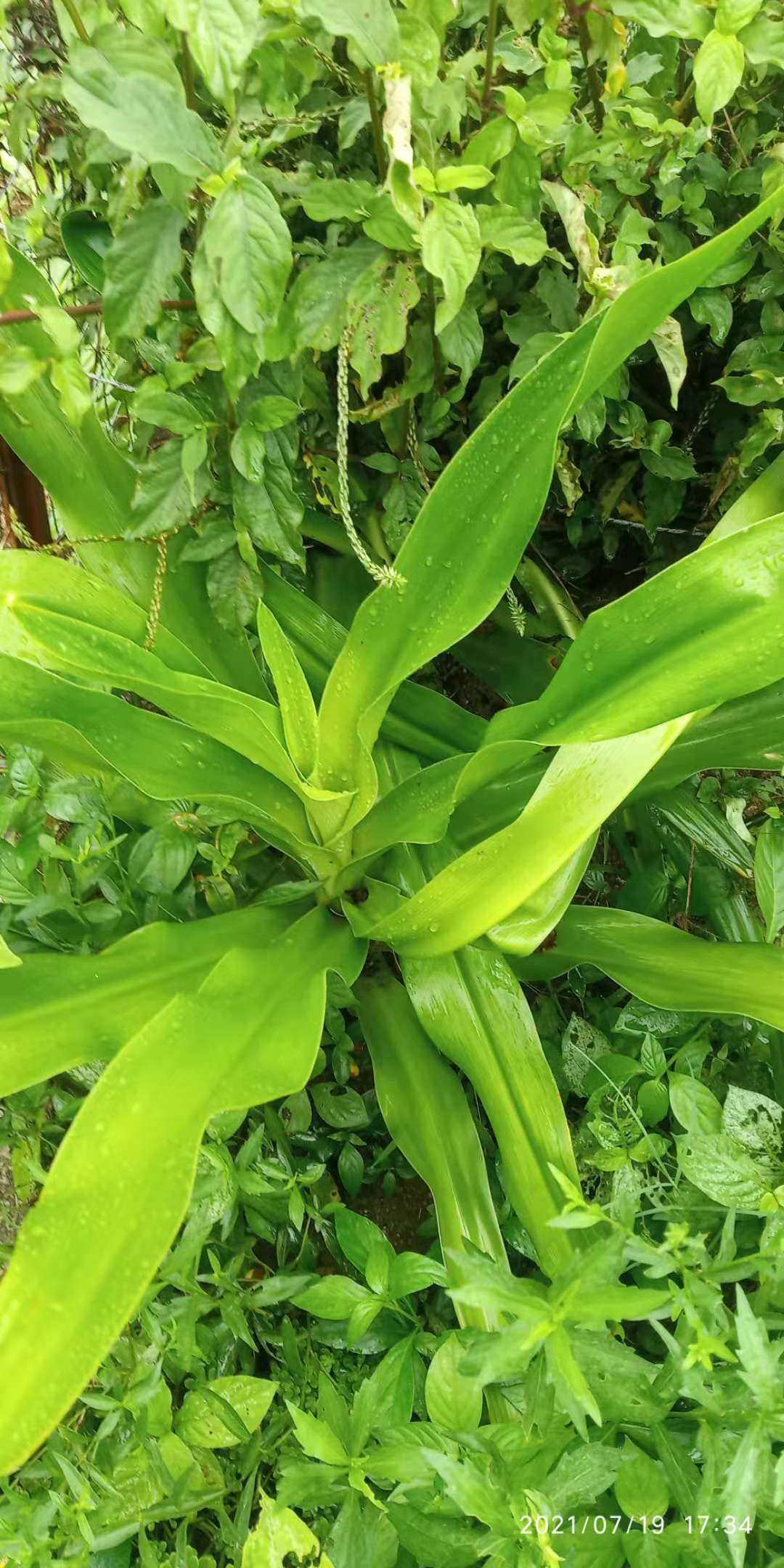 包邮潮汕青草药现采罗裙带十八学士文殊兰新鲜叶片