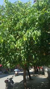 包邮潮汕青草药鲜枝叶现采现发羊蹄甲洋紫荆