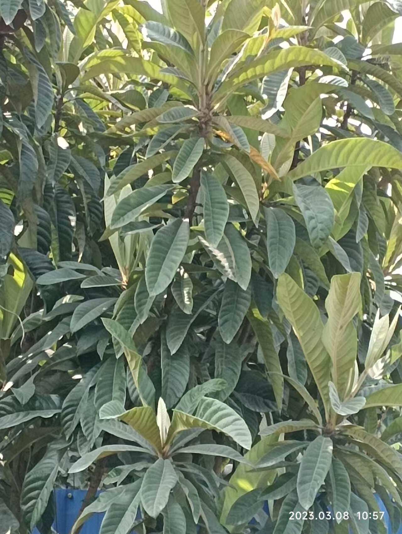 包邮潮汕青草药现采新鲜枇杷叶片其它