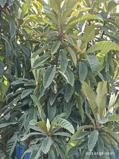 包邮潮汕青草药现采新鲜枇杷叶片