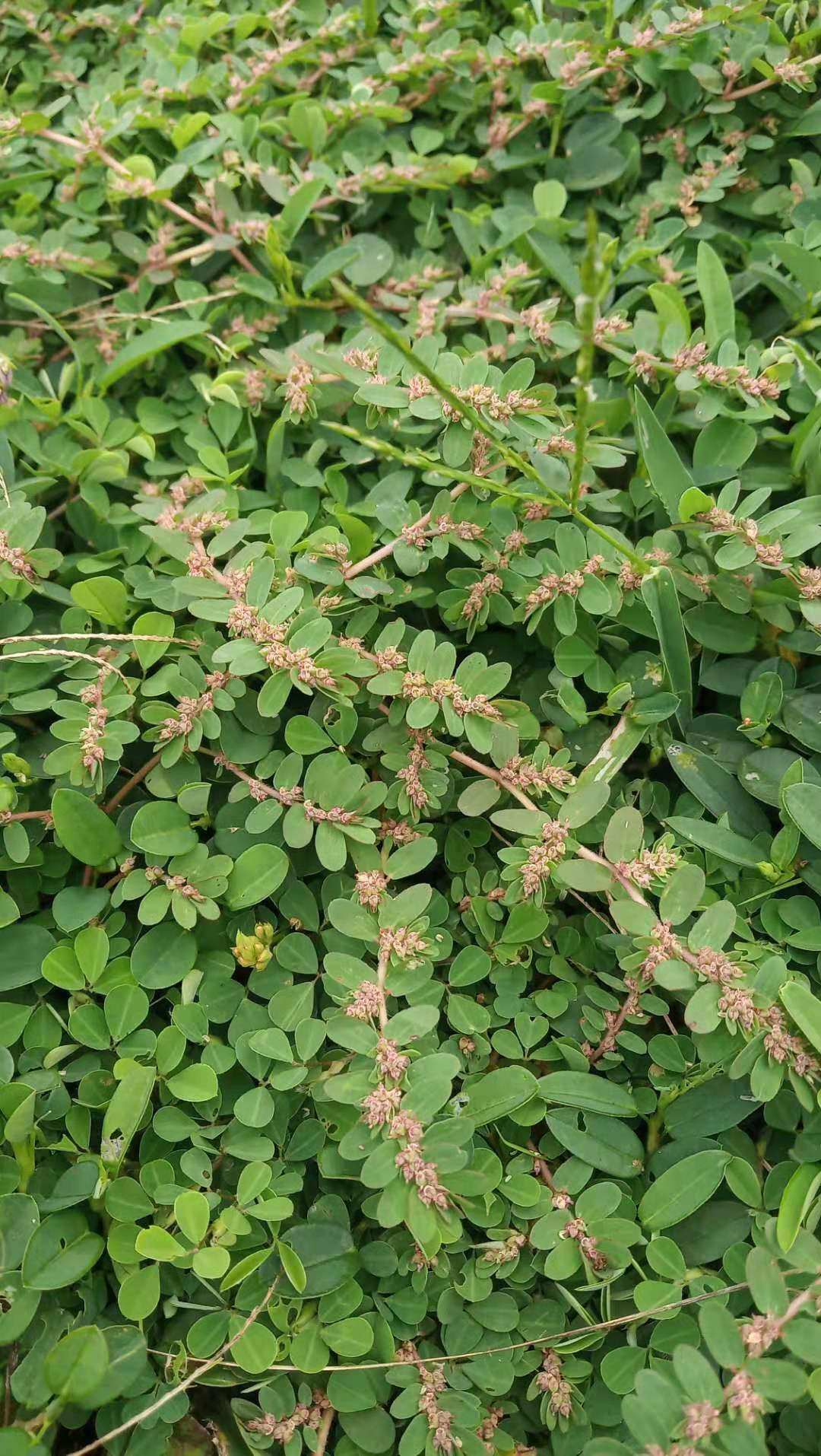 包邮潮汕青草药新鲜千根草小号乳汁草小飞扬地锦草乳仔草