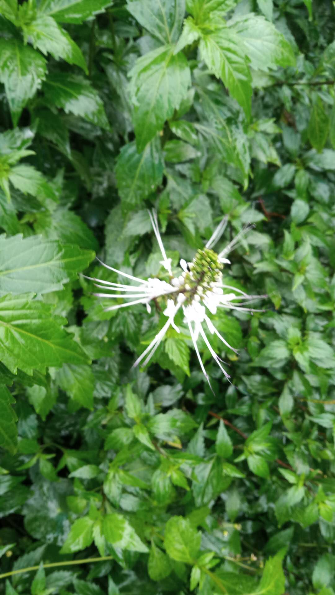 潮汕青草药猫须草猫须公肾茶