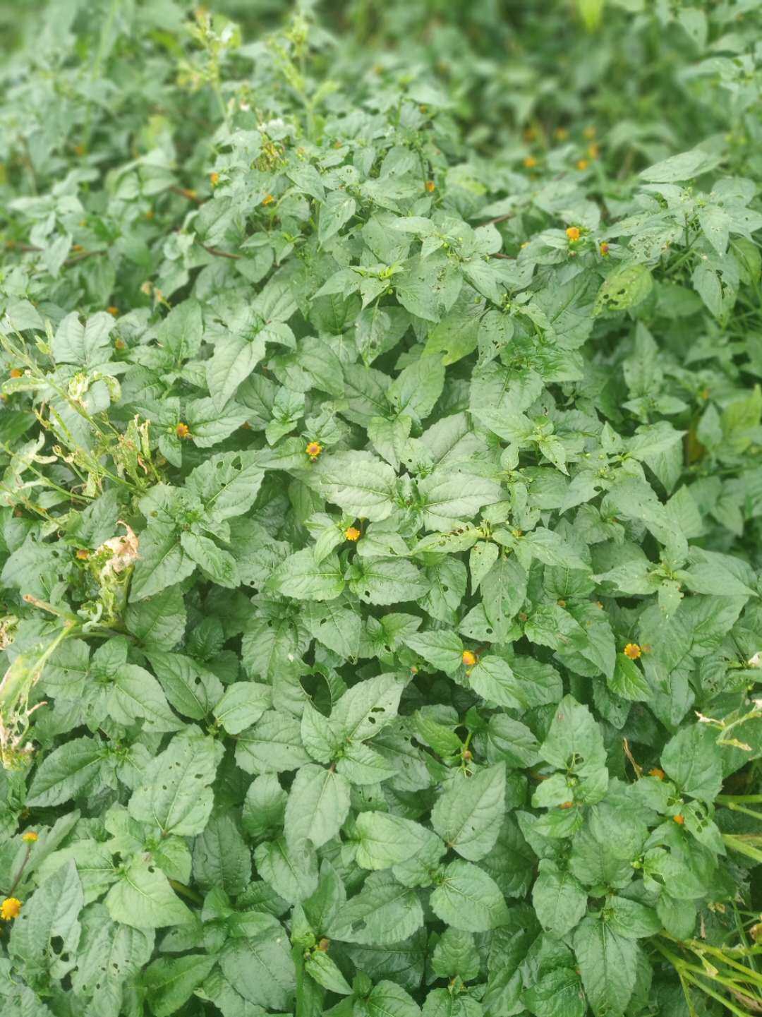 包邮潮汕青草药新鲜现采现发天文草散血草雨伞草金纽扣苦草