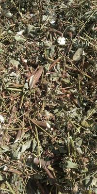 包邮潮汕青草药白花虱母草虱子母