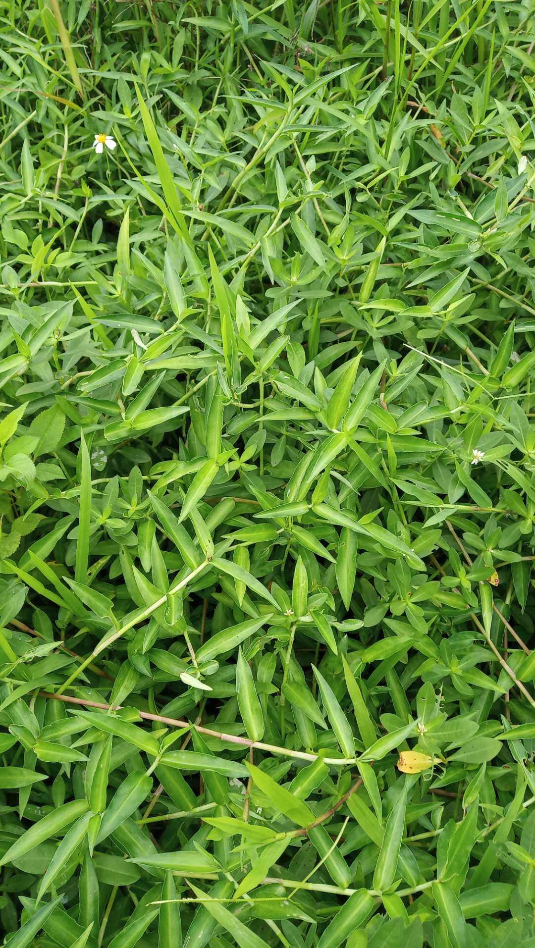 包邮潮汕青草药新鲜现采现发水竹叶蛇竹菜竹节草鸭跖草