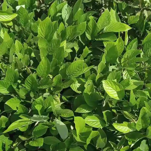 潮汕青草药大叶山蚂蝗红母鸡草