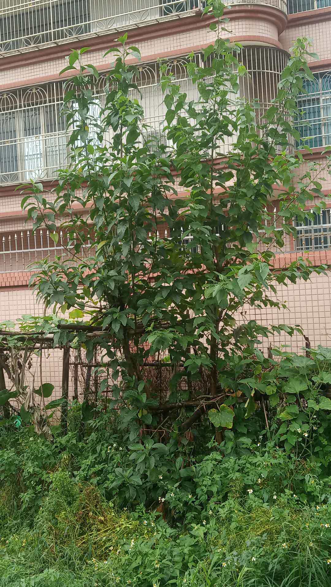 潮汕青草药南非叶将军叶斑鸠菊