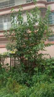 包邮潮汕青草药鲜叶现采现发南非叶将军叶桃叶斑鸠菊苦茶叶