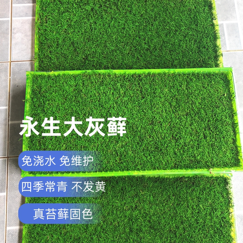 永生苔藓背景墙专用免浇水保鲜真苔藓室内摆件软装造景材料不发黄