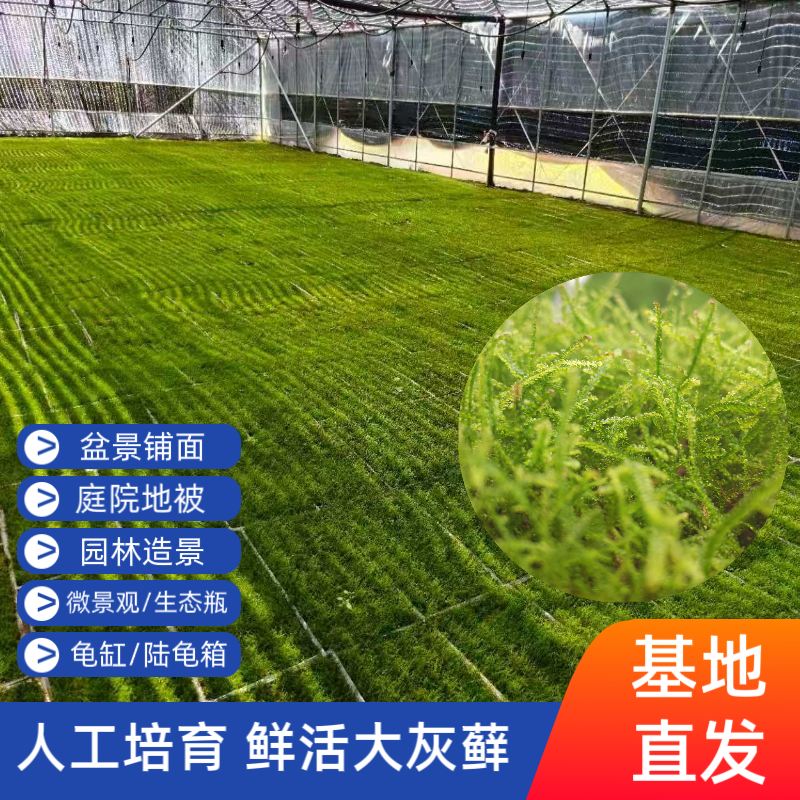 鲜活苔藓大灰藓 盆栽铺面青苔 桌面微景观龟缸造景专用好养易活