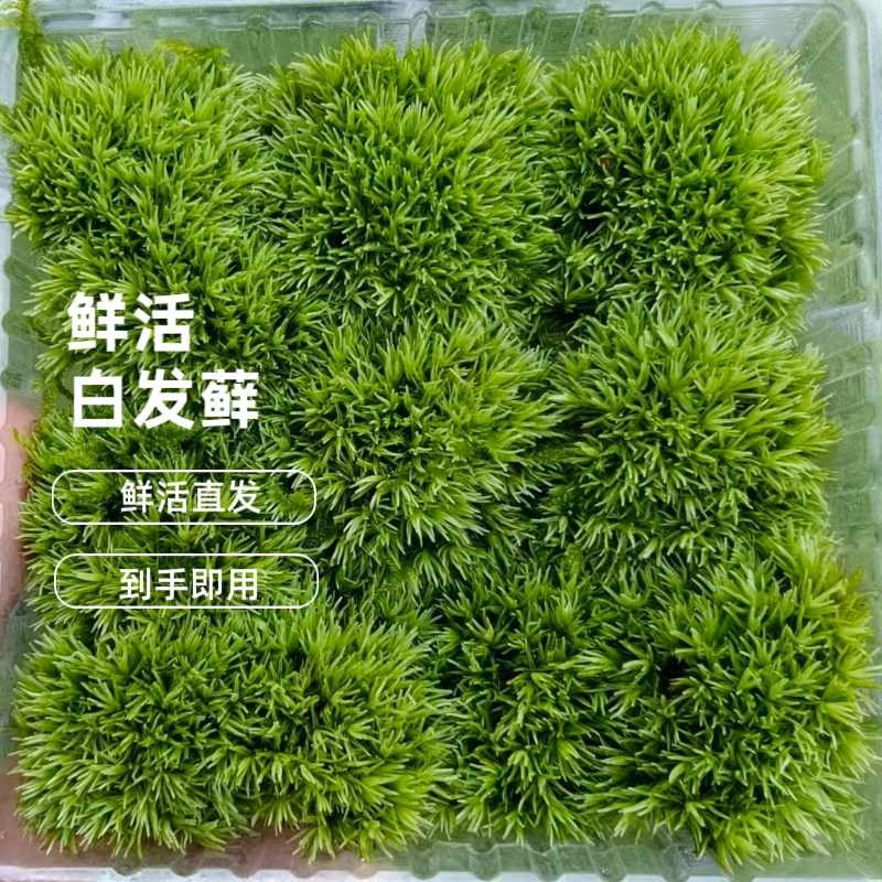 白发藓鲜活苔藓微景观diy材料盆景铺面生态瓶假山水陆缸造景专用