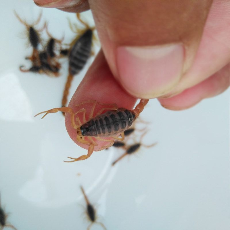 蝎子养殖苗活体幼苗孕蝎种蝎东亚钳蝎全蝎子宠物泡酒入药活虫饲养