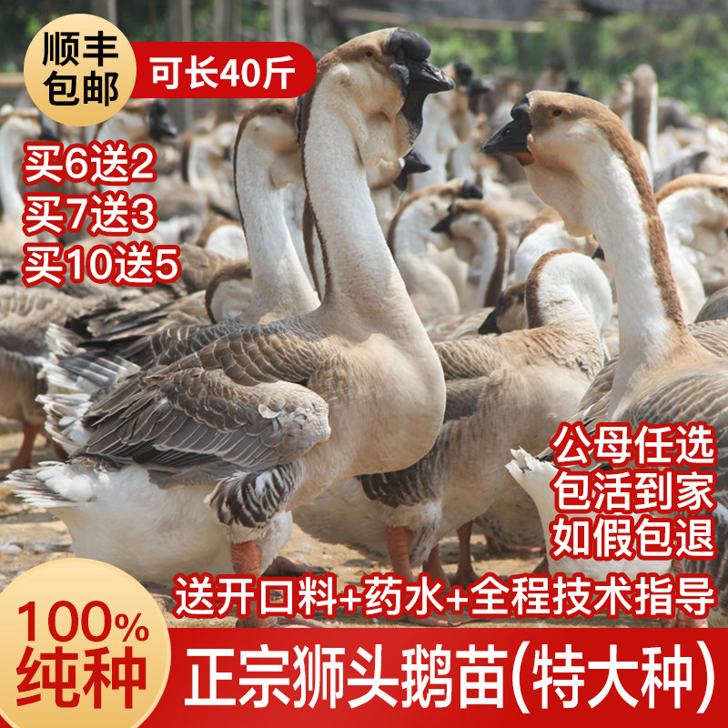 正宗狮头鹅可长40斤包60天挂脖