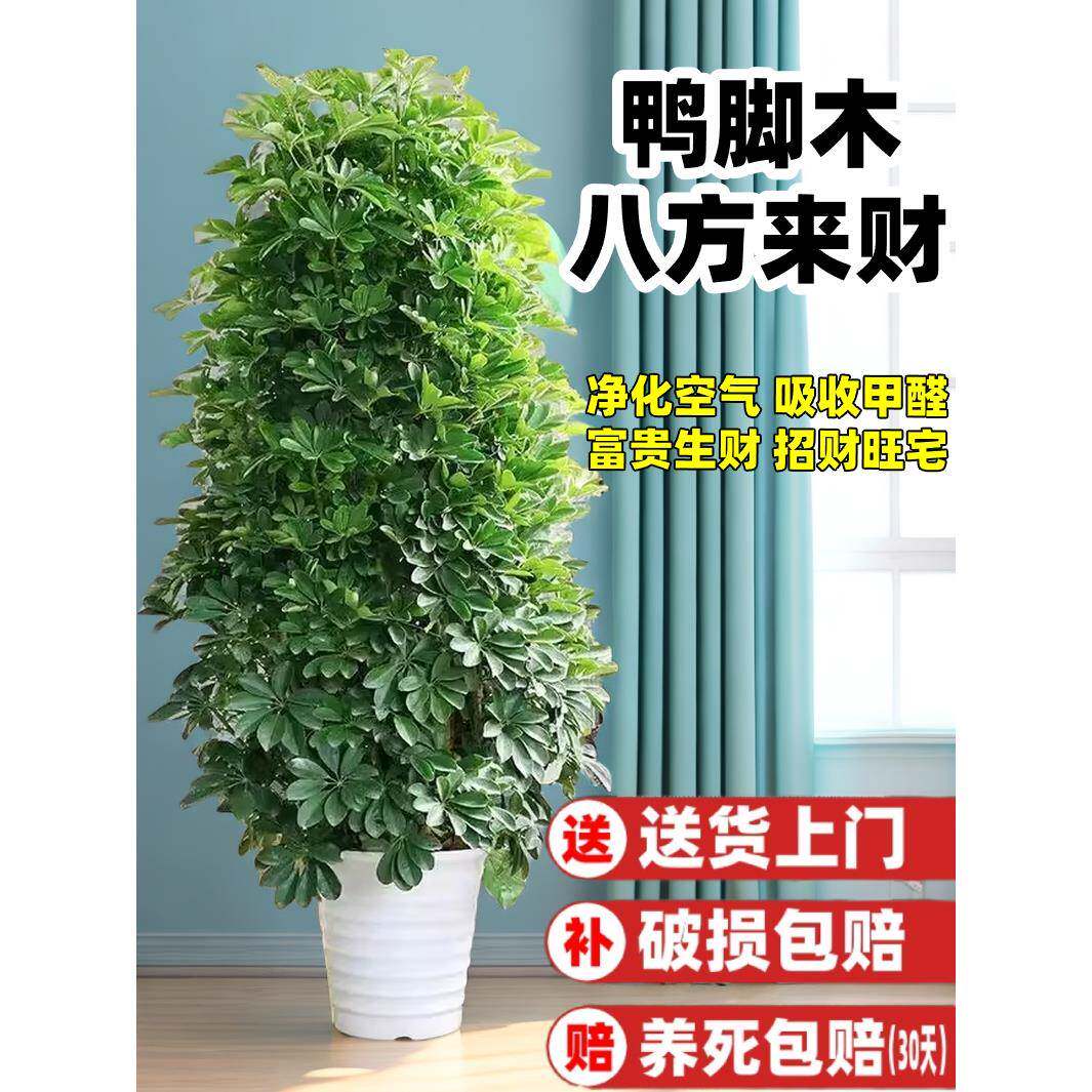鸭脚木盆栽客厅绿植室内八方来财造型鸭掌木七叶莲好养植物发财树