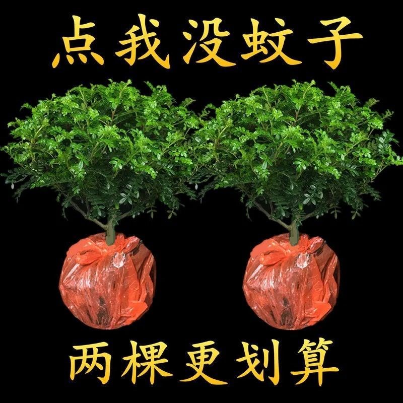 正宗清香木盆栽驱蚊植物花草室内外客厅阳台净化空气四季常青防蚊