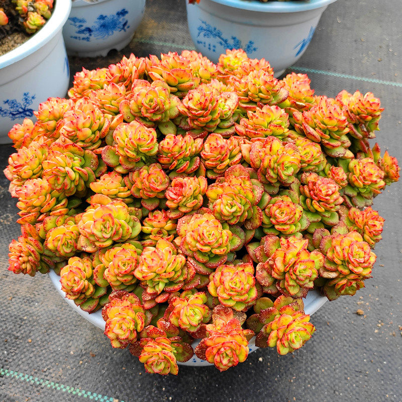 全店爆款促销蜡牡丹腊牡丹老桩群生11厘米超萌多肉植物多多花房