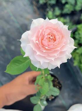 【沙海严选】多季开花阳台灌木系列花卉勤花月季扦插小苗成活率高