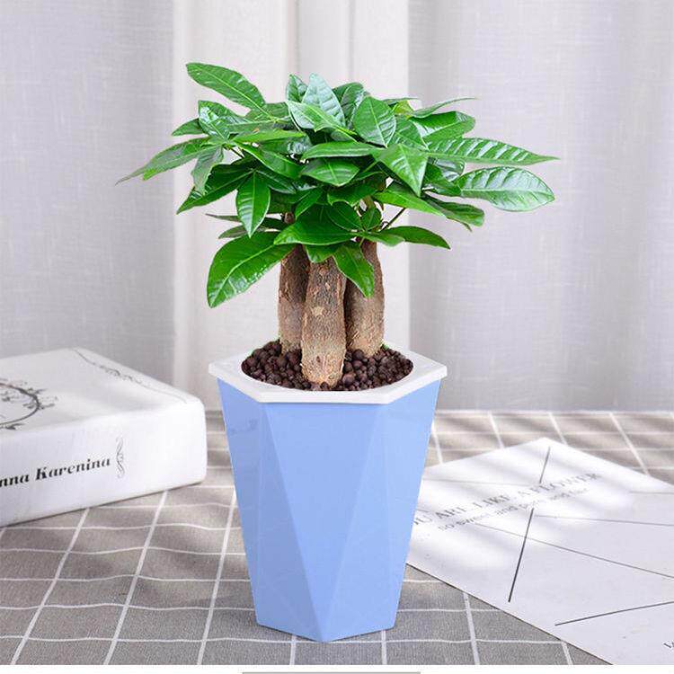 发财树室内外客厅盘栽桌面绿植小盘景大发财树苗盆景植物