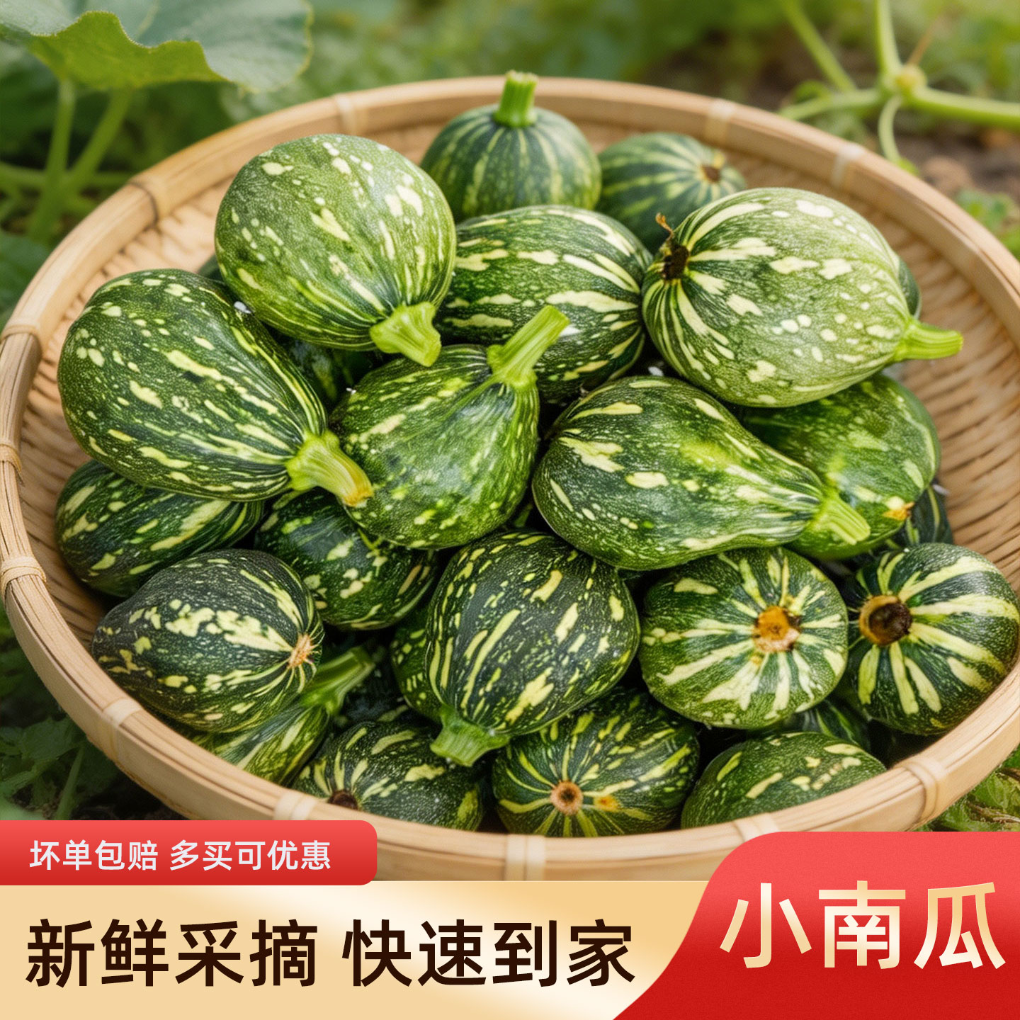 湖南小南瓜新鲜嫩青皮黄心圆吊瓜当季时令蔬菜酒店餐饮食材供应商