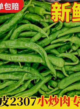 湖南小炒肉专用2307辣椒新鲜螺丝椒青椒软皮微辣湘菜馆酒饭店食材