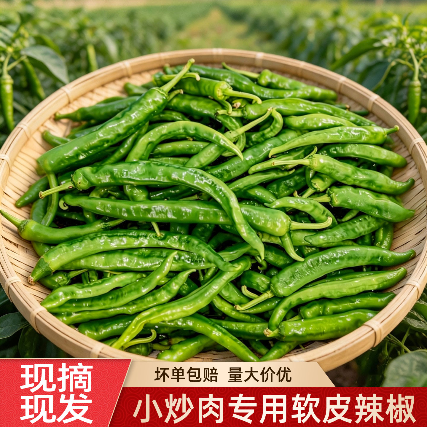 湖南小炒肉专用2307辣椒新鲜螺丝椒青椒软皮微辣湘菜馆酒饭店食材