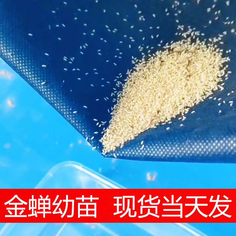 金蝉幼苗蝉蚁包活孵化爬叉猴蝉蚁卵枝蚕宝养殖知了龟苗批发包邮