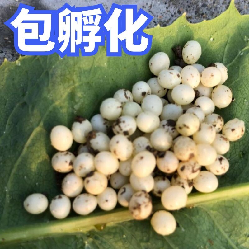 白玉蜗牛宠物活体生命食用套餐