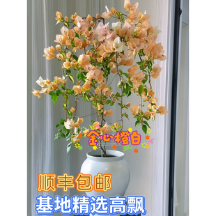 高飘三角梅马斯卡亚塔飘枝苏瓦娜高杆爬藤漳红樱老桩花墙拱门盆栽