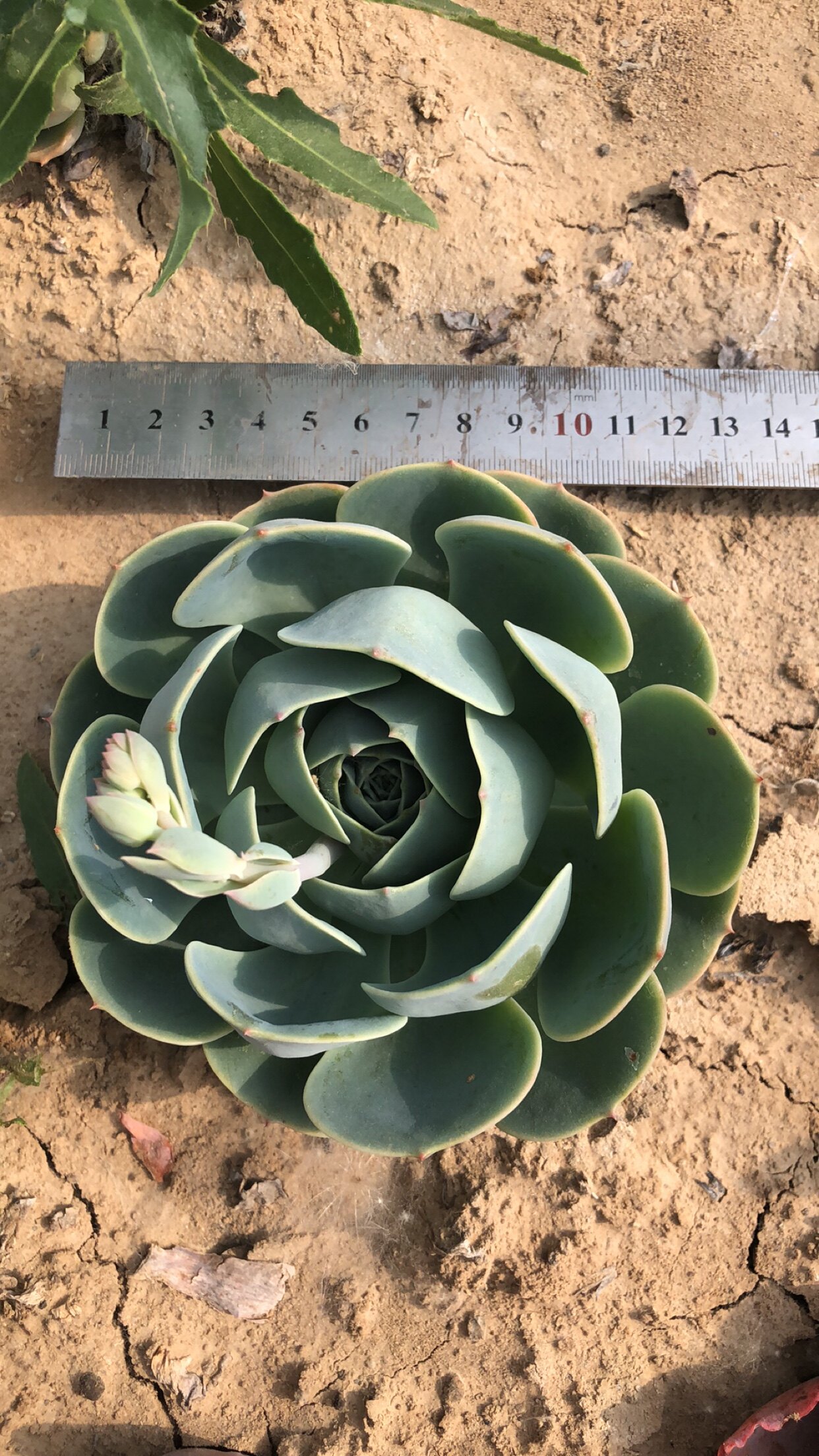 地栽多肉植物玉蝶老桩手捧多头满38包邮