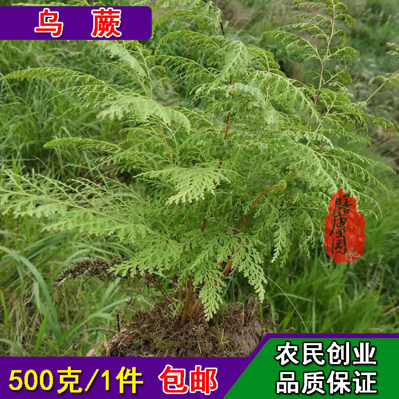 乌蕨草500克鲜货小叶野鸡尾细叶凤凰尾 乌韭雉鸡尾 地柏枝 蜢蚱参