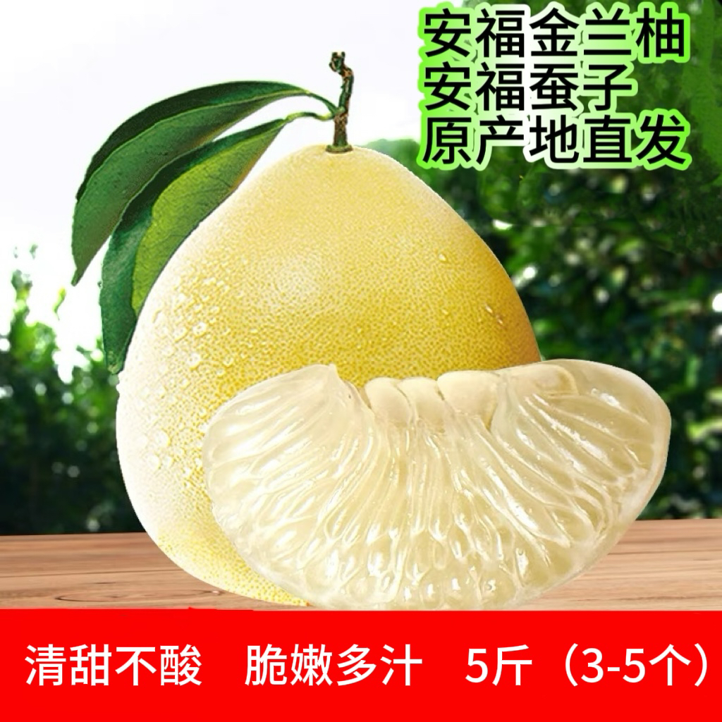 江西安福正宗金兰柚井冈蜜柚高山老树柚子萍乡蚕子金沙柚新鲜包邮