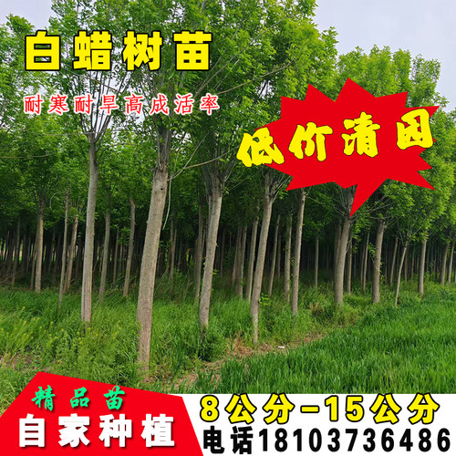 河南地区白蜡树苗 10公分 15公分 多种规格 3000-4000棵量大从优