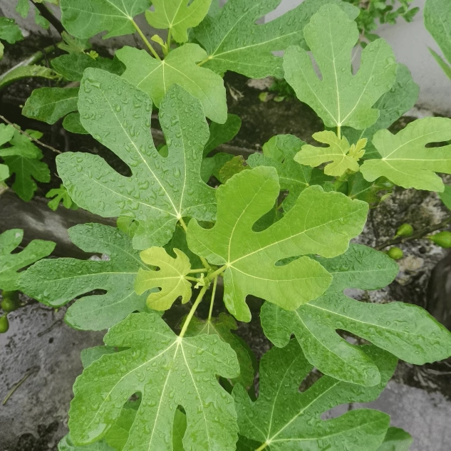 无花果树苗盆栽地栽当年结果丰产黄大玛斯特拉格莱斯高压苗包成活