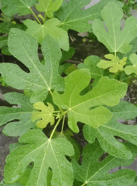 无花果树苗盆栽地栽当年结果丰产黄大玛斯特拉格莱斯高压苗包成活