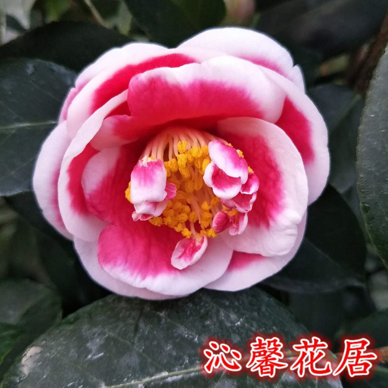 包邮玉之浦茶花苗又名太阳茶花日本进口茶花庭院室内盆栽绿植花卉