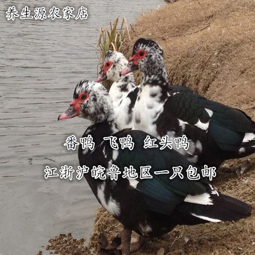 农家江河放养番鸭土鸭母鸭飞鸭红头鸭腾鸭洋鸭瘤头鸭老鸭子新鲜 - 封面