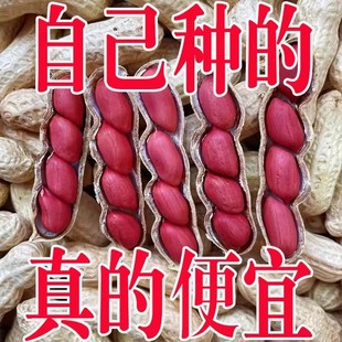 新货农家红皮花生带壳生花生晒干新鲜红皮花生果四粒红带壳红花生