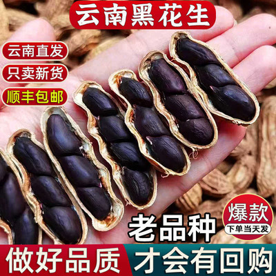 当季新货云南黑花生正宗黑花生米普洱晒干生黑花生带壳紫黑皮花生