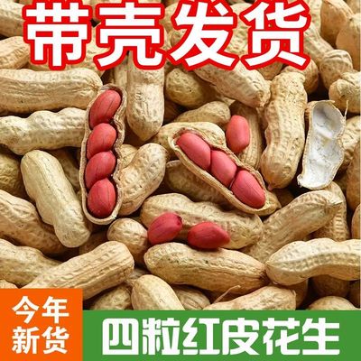 正宗新货四粒红带壳花生