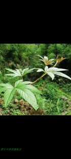 温州新鲜中草药七爪风根冷门药材现采一斤