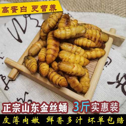 金丝蛹高蛋白黄金蛹桑蚕蛹新货