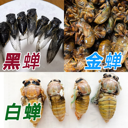 白蝉知了猴新鲜黑蝉包邮山东特产银蝉脱壳白蝉油炸金蝉山东特产 - 封面