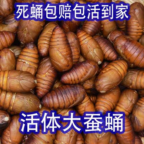 柞蚕蛹鲜活大黄包活死蛹包赔