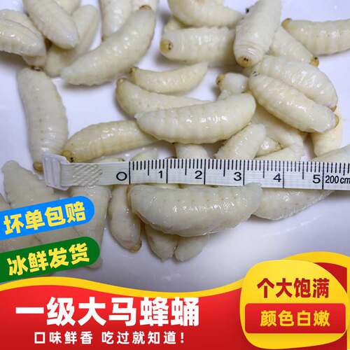 1级蜂蛹马蜂蛹滋补佳品
