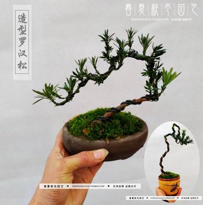 室内办公桌盆景造型盆栽植物植物