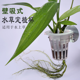 侧壁吸盘式水族鱼缸水草定植杯水草固定篮环造景装饰植物定植挂架