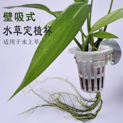 侧壁吸盘式水族鱼缸水草定植杯水草固定篮环造景装饰植物定植挂架