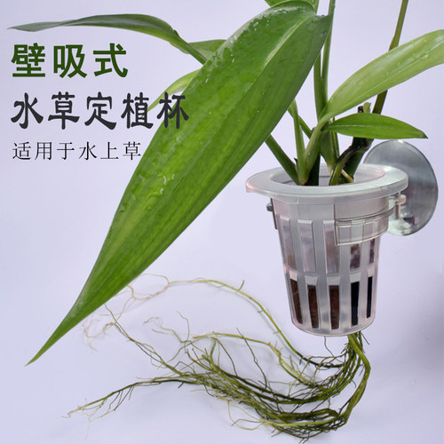侧壁吸盘式水族鱼缸水草定植杯水草固定篮环造景装饰植物定植挂架